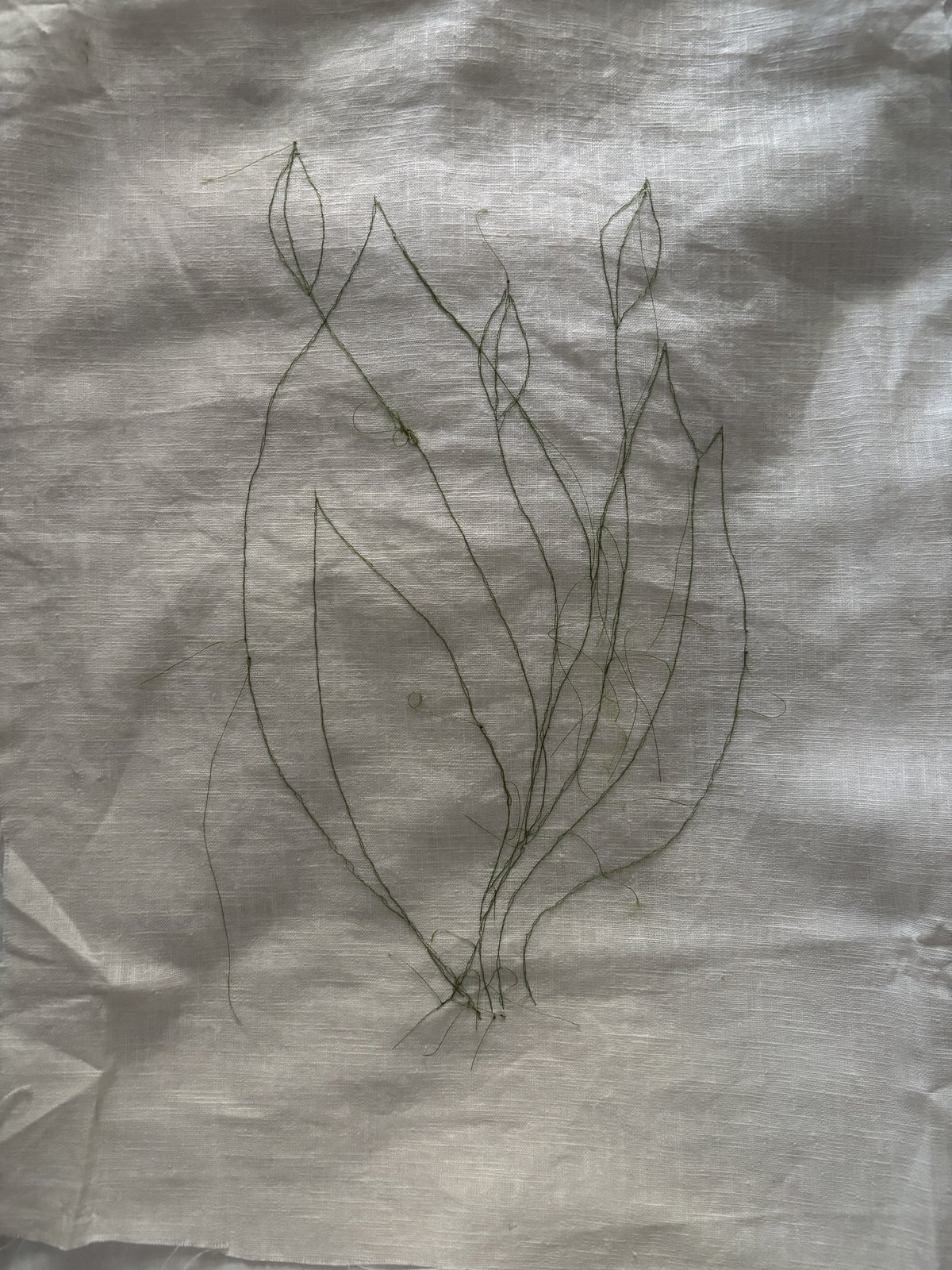 tulipaner med/uten synlig tråd