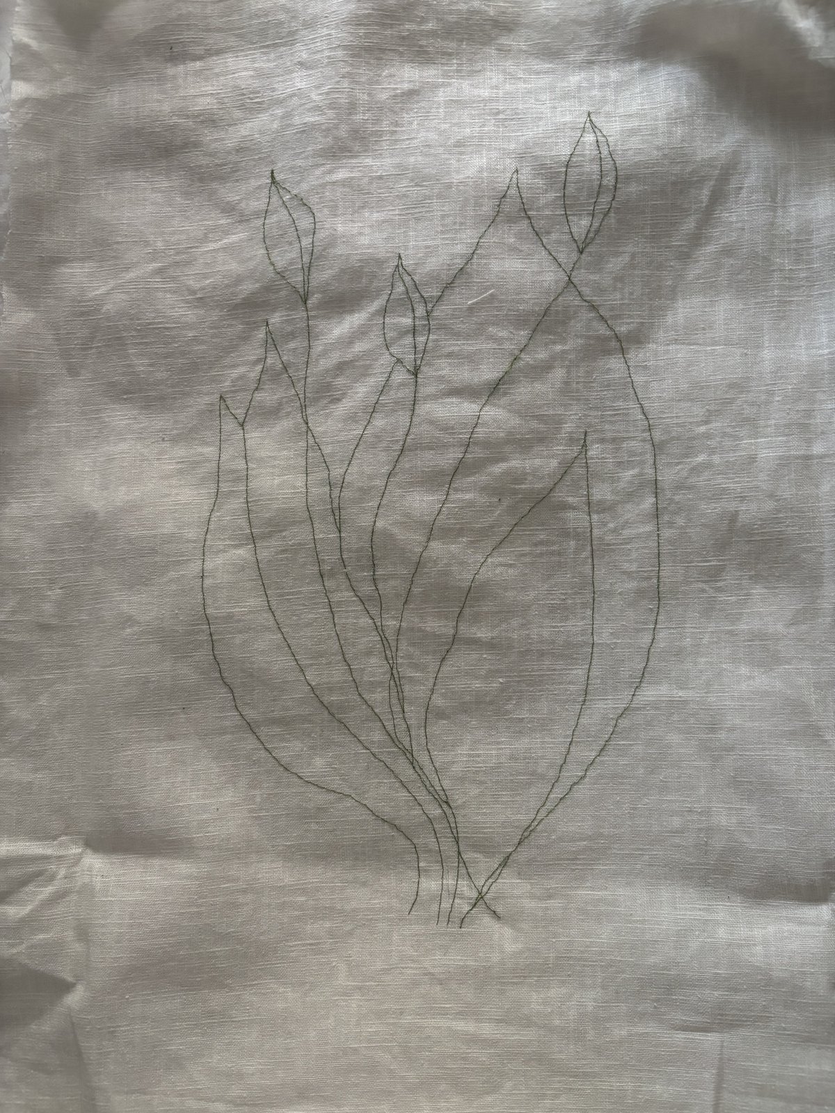 tulipaner uten synlig tråd